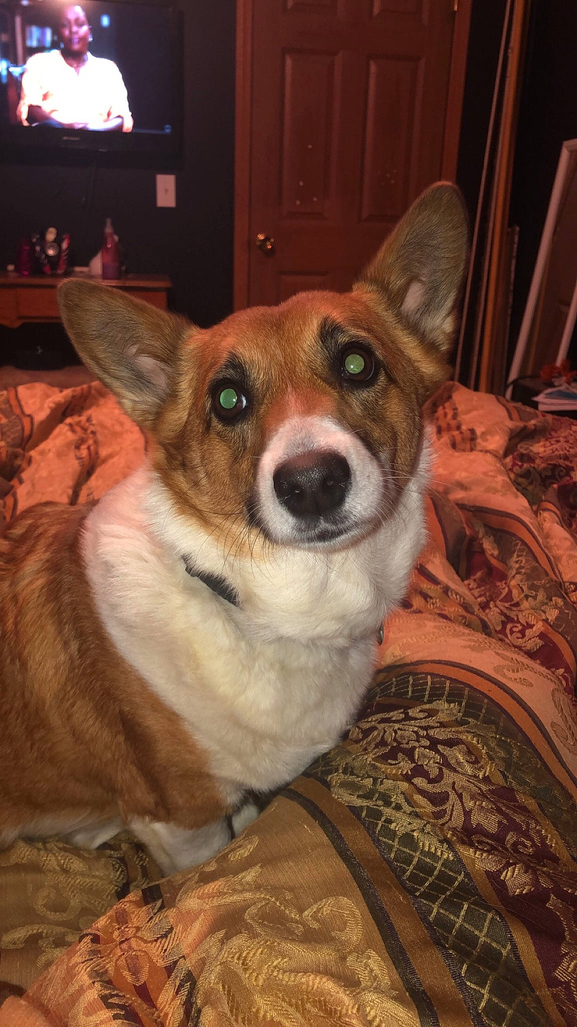 Kati joined the competition — help win amazing prizes! cable_television, canidae, carnivore, chair, companion_dog, desk, dog, dog_breed, door, fawn, fur, picture_frame, snout, television, whiskers, wood