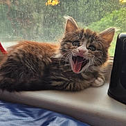 Mabel joined the competition — help win amazing prizes! kitten, cat, feline, window, windowsill, indoor, pet, fur, cute, animal, sleeping_spot, whiskers, mouth_open, yawning, sunlight, greenery, blurred_background, domestic, resting, young