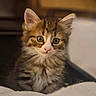 Mabel joined the competition — help win amazing prizes! kitten, cat, fluffy, fur, cute, pet, animal, indoors, closeup, eyes, face, young, whiskers, tabby, small, feline, adorable, soft, curious, portrait