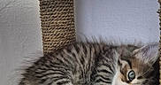 Mabel joined the competition — help win amazing prizes! animal, cat, cozy, cute, ears, feline, fur, indoor, kitten, paw, pet, resting, scratcher, sleeping, small, tabby, texture, whiskers, woven, young