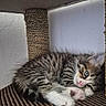 animal, cat, cozy, cute, ears, feline, fur, indoor, kitten, paw, pet, resting, scratcher, sleeping, small, tabby, texture, whiskers, woven, young