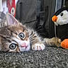 animal, blue_eyes, carpet, cat, close_up, curious, cute, domestic_cat, floor, fur, household_items, indoor, kitten, lying_down, penguin_toy, pet, plush_toy, small, soft_focus, toy