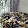 animal, cat, cozy, curtain, cute, daylight, feline, fur, indoor, kitten, paw, pet, relaxed, resting, sleeping, stretching, tabby, whiskers, windowsill, young