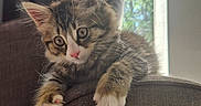 Mabel joined the competition — help win amazing prizes! kitten, cat, pet, feline, cute, fluffy, curious, paws, indoor, couch, armrest, window, sunlight, cozy, brown, fur, whiskers, ears, young, domestic
