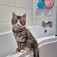 Mabel is registered to the contest to win money with this photo: animal, bathroom, bathtub, cat, clean, curious, cute, ears, fur, indoor, kitten, pet, sitting, small, tabby, tail, tile_wall, whiskers, white, young