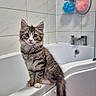 animal, bathroom, bathtub, cat, clean, curious, cute, ears, fur, indoor, kitten, pet, sitting, small, tabby, tail, tile_wall, whiskers, white, young