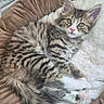 Mabel joined the competition — help win amazing prizes! kitten, tabby, cat, pet_bed, furry, cute, indoor, animal, resting, cozy, soft, whiskers, pink_nose, paws, sleepy, young_cat, striped, relaxed, domestic_cat, curious