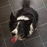 Oscar is registered to the contest to win money with this photo: animal, black_and_white, blur, canine, casual, companion, dog, feet, floor_tiles, footwear, happy, indoor, looking_up, pavement, pet, playful, tail_wagging, tile_floor, tongue_out, white_sneakers