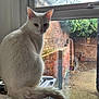 animal, appliance, brick_wall, cat, daylight, domestic, ears, feline, fur, home, indoor, looking, nature, outdoor, pet, quiet, sitting, tail, white_cat, window