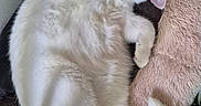 Mojo joined the competition — help win amazing prizes! cat, white_cat, sleeping, napping, fluffy, pet, indoor, plush, soft, cozy, relaxed, animal, cute, fur, tail, paw, face, resting, home, domestic