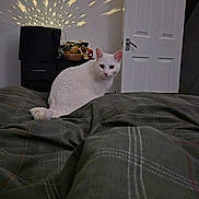 Mojo is registered to the contest to win money with this photo: animal, bed, cat, cozy, curious, domestic, door, dresser, feline, furniture, indoor, light_projection, pet, plaid_bedspread, room, sitting, soft_lighting, star_pattern, wall, white_cat