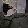 animal, bed, cat, cozy, curious, domestic, door, dresser, feline, furniture, indoor, light_projection, pet, plaid_bedspread, room, sitting, soft_lighting, star_pattern, wall, white_cat