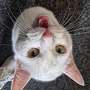 Mojo is registered to the contest to win money with this photo: cat, white_cat, pet, whiskers, open_mouth, curious, cute, feline, indoor, close_up, animal, pink_nose, ears, eyes, looking_up, fur, teeth, domestic_cat, carpet, portrait