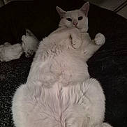 Mojo is registered to the contest to win money with this photo: animal, cat, cozy, cute, domestic_animal, feline, fluffy, fur, indoor, looking_at_camera, lying_down, mammal, paw, pet, portrait, relaxed, resting, soft, tail, white_cat