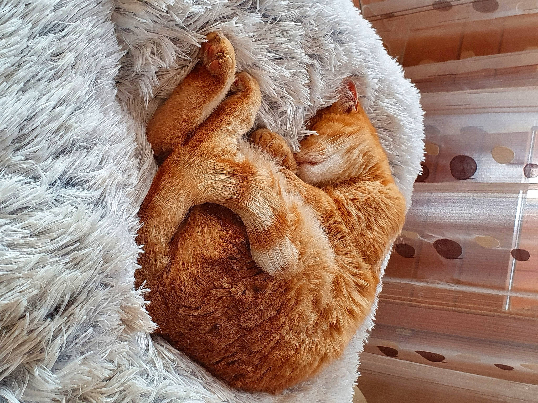 Horatio participe au concours pour gagner de l'argent avec cette photo : fawn, fur, fur_clothing, nose, snout, stuffed_toy, textile, wool