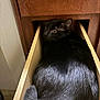 animal, black_cat, cabinet, cat, comfort, cozy, curious, cute, drawer, feline, fur, home, indoor, looking_back, pet, relaxed, resting, small_space, tail, wooden_furniture