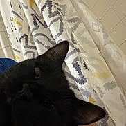 Taco Bean joined the competition — help win amazing prizes! animal, bathroom, black_cat, cat, close_up, comfort, cute, domestic, ears, feline, fur, indoor, patterned_curtain, pet, relaxed, resting, shower_curtain, sleepy, tile_wall, whiskers