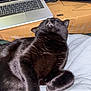 Taco Bean joined the competition — help win amazing prizes! animal, black_cat, blanket, cardboard_box, cat, closeup, cozy, domestic, electronics, feline, fur, household_item, indoor, laptop, paw, pet, relaxed, resting, sleeping_cat, technology