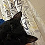 Taco Bean is registered to the contest to win money with this photo: animal, bathroom, black_cat, cat, close_up, comfort, domestic_cat, ear, feline, fur, indoors, pattern, person, pet, relaxed, resting, shower_curtain, skin, sleepy, whiskers