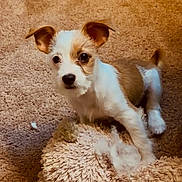 Peanut is registered to the contest to win money with this photo: puppy, dog, stuffed_animal, plush_toy, carpet, indoor, brown, white, cute, pet, playing, looking_at_camera, ears, nose, eyes, small, sitting, cozy, fluffy, home