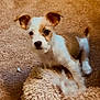 puppy, dog, stuffed_animal, plush_toy, carpet, indoor, brown, white, cute, pet, playing, looking_at_camera, ears, nose, eyes, small, sitting, cozy, fluffy, home