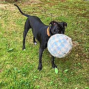 Harry is registered to the contest to win money with this photo: animal, backyard, ball, black_dog, canine, collar, dog, fetch, focused, furry_toy, garden, grass, mouth, nature, orange_collar, outdoor, pet, playing, standing, toy