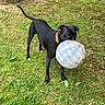 animal, backyard, ball, black_dog, canine, collar, dog, fetch, focused, furry_toy, garden, grass, mouth, nature, orange_collar, outdoor, pet, playing, standing, toy