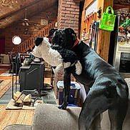 Harry is registered to the contest to win money with this photo: dog, black_dog, plush_toy, toy, indoors, cabin, wood_paneling, fireplace, brick, living_room, furniture, couch, chair, refrigerator, kitchen, collar, standing, playful, pet, portrait