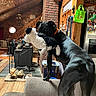 dog, black_dog, plush_toy, toy, indoors, cabin, wood_paneling, fireplace, brick, living_room, furniture, couch, chair, refrigerator, kitchen, collar, standing, playful, pet, portrait