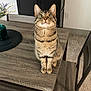 cat, tabby, pet, indoor, table, chair, wood_texture, carpet, furniture, cabinet, plant, looking_up, whiskers, ears, front_paws, striped_fur, curious, domestic_animal, brown_stripes, eyes