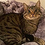 Bug is registered to the contest to win money with this photo: cat, tabby, pet, indoor, blanket, bed, cozy, fur, whiskers, ears, big_eyes, tail, paws, looking_at_camera, close_up, portrait, domestic_animal, striped, plush_blanket, bedroom
