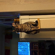 Bug joined the competition — help win amazing prizes! cat, tabby_cat, pet, scratching_post, furniture, living_room, television, bookshelf, indoor, ceiling, wall, shelf, home_decor, animal_portrait, sitting, curious, wooden, entertainment, cozy, domestic