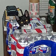 Coco is registered to the contest to win money with this photo: cat, black_cat, kitten, animal, pet, face, eyes, pointed_ears, whiskers, indoors, household, bottled_water, water_bottles, packaging, supplies, table, storage, spray_can, boxes, portrait