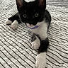 Coco is registered to the contest to win money with this photo: kitten, cat, black_and_white, tuxedo_cat, pet, animal, whiskers, ears, eyes, paws, fur, collar, purple_collar, sitting, lying_down, bed, bedspread, striped, indoor, portrait