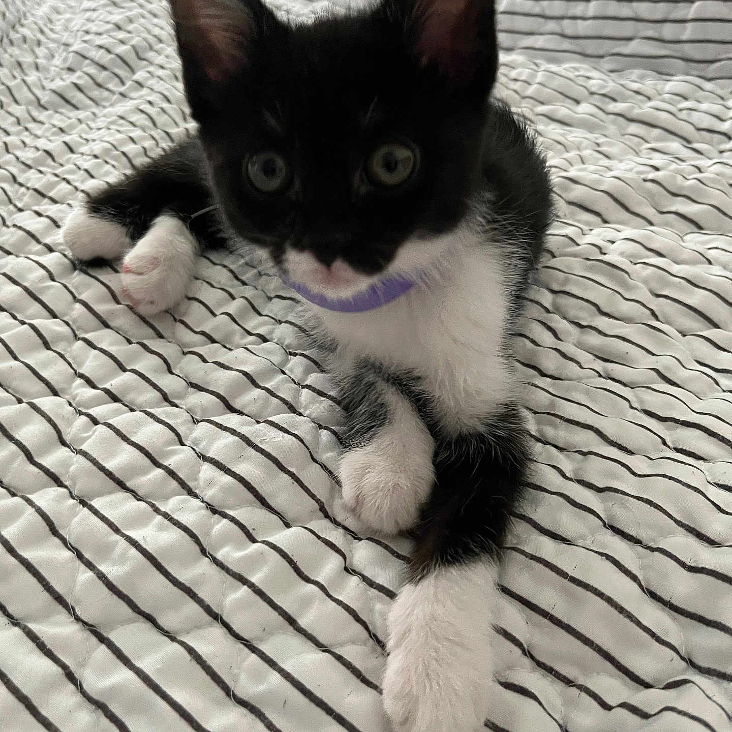 Coco is registered to the contest to win money with this photo: kitten, cat, black_and_white, tuxedo_cat, pet, animal, whiskers, ears, eyes, paws, fur, collar, purple_collar, sitting, lying_down, bed, bedspread, striped, indoor, portrait