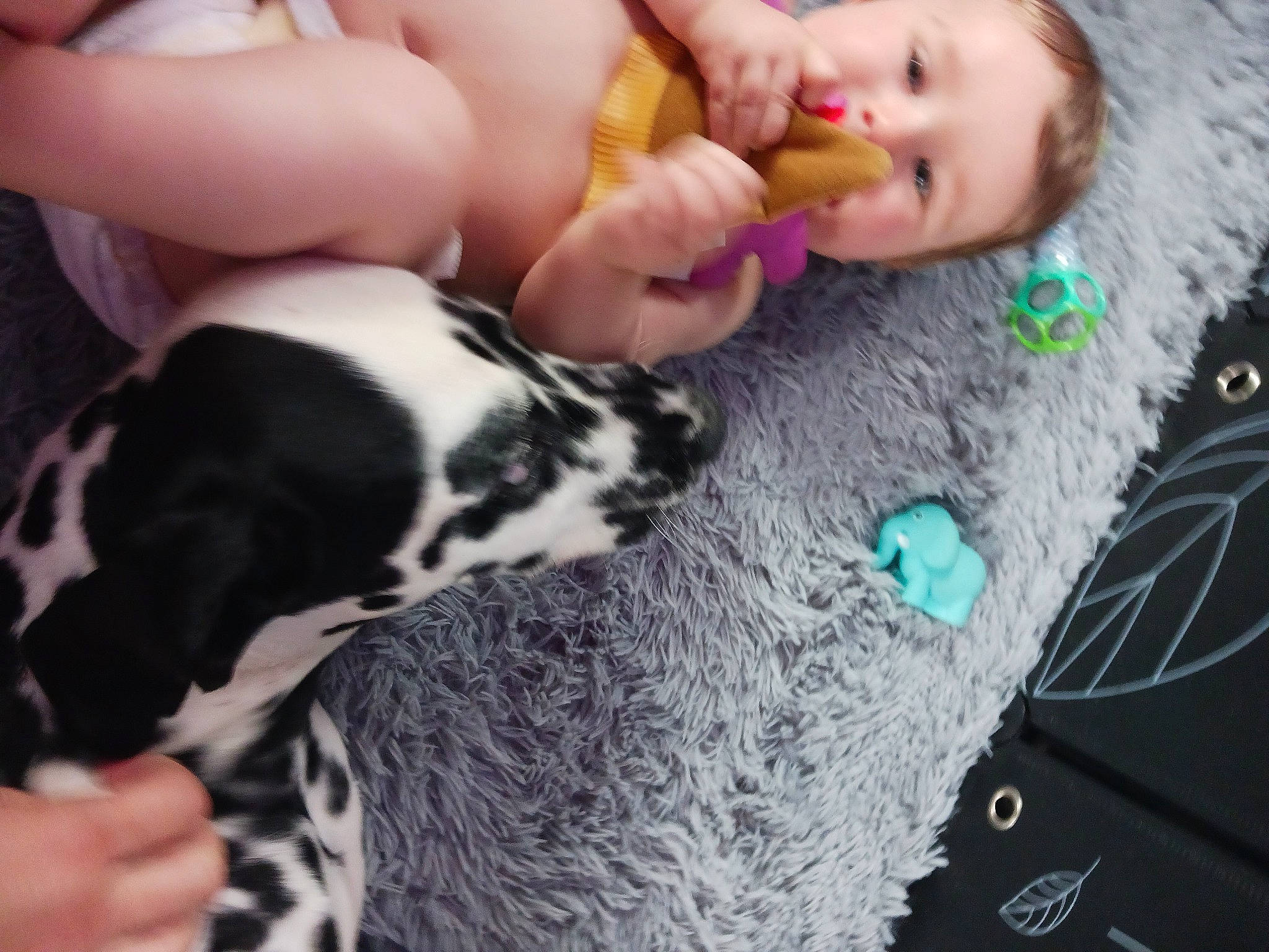 Alexander is registered to the contest to win money with this photo: baby, companion_dog, dog, dog_breed, eye, eyelash, finger, hair, hand, happy, head, human_leg, mammal, nail, person, skin, thigh, thumb, toddler, vertebrate