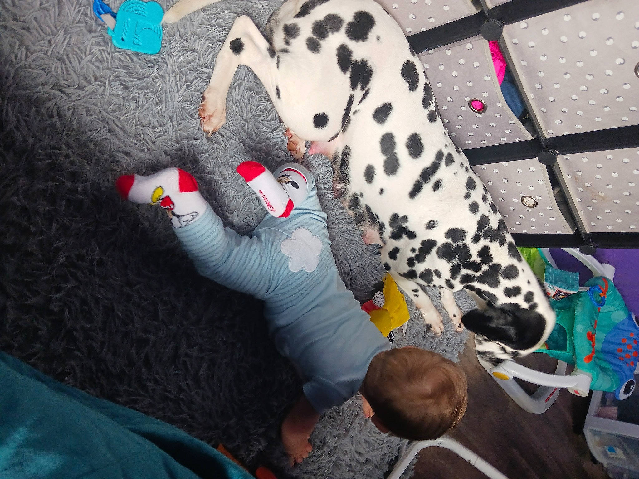 Alexander is registered to the contest to win money with this photo: adventure, canidae, carmine, companion_dog, dalmatian, dog, dog_breed, dog_supply, fawn, fun, fur, human_leg, non_sporting_group, pattern, recreation, snout, sporting_group, tree