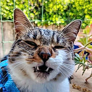 Angie a rejoint le concours — aidez-le/la à gagner de superbes lots ! animal, blurred_background, cat, close_up, cute, daylight, ears, face, fangs, feline, funny_expression, fur, greenery, mouth_open, nature, outdoor, pet, plants, portrait, whiskers