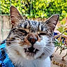 animal, blurred_background, cat, close_up, cute, daylight, ears, face, fangs, feline, funny_expression, fur, greenery, mouth_open, nature, outdoor, pet, plants, portrait, whiskers