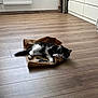 Baloo a rejoint le concours — aidez-le/la à gagner de superbes lots ! kitten, cat, black_and_white, paper_bag, wooden_floor, indoor, pet, playful, curious, paw, feline, fur, animal, flooring, domestic, cute, small, resting, whiskers, young