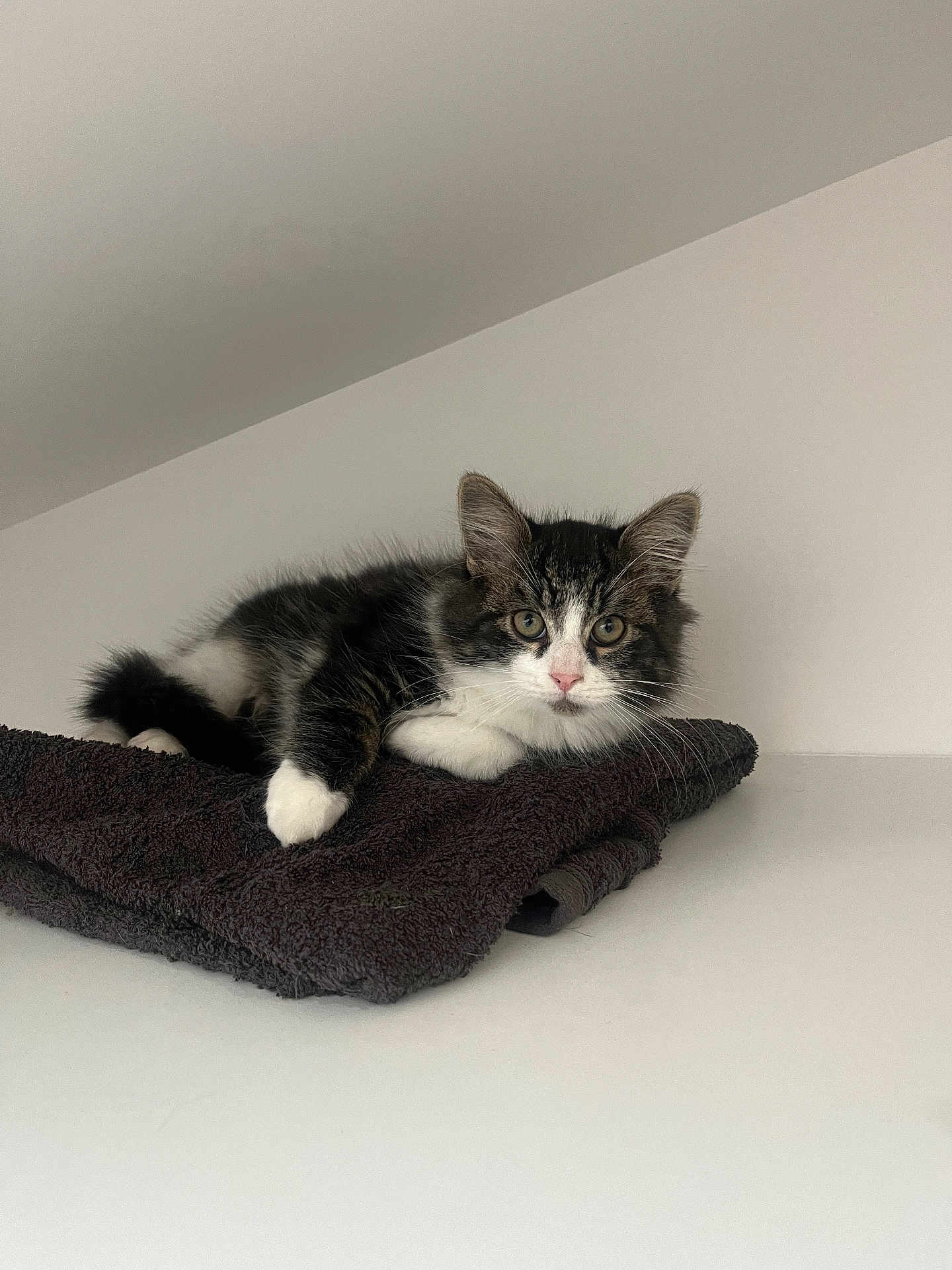 Baloo a rejoint le concours — aidez-le/la à gagner de superbes lots ! cat, kitten, black_and_white, fur, whiskers, towel, resting, indoor, curious, animal, pet, young, cute, lying_down, ears, pink_nose, feline, soft, cozy, white_background
