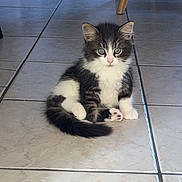 Baloo participe au concours pour gagner de l'argent avec cette photo : kitten, cat, black_and_white, feline, pet, indoor, floor, tile, cute, sitting, fur, animal, young, whiskers, paws, tail, curious, domestic, household, furniture