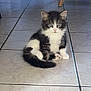 kitten, cat, black_and_white, feline, pet, indoor, floor, tile, cute, sitting, fur, animal, young, whiskers, paws, tail, curious, domestic, household, furniture
