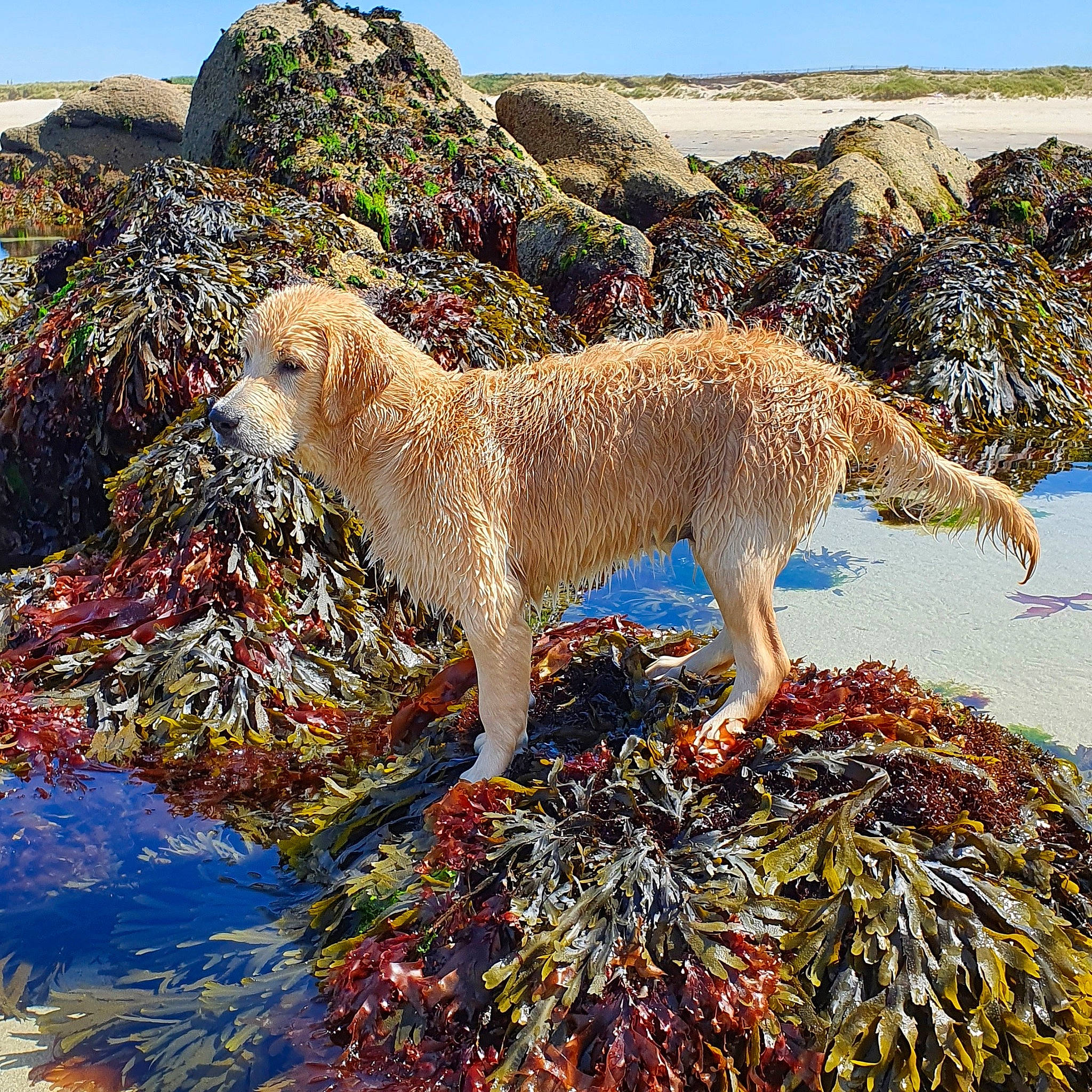 Natsu participe au concours pour gagner de l'argent avec cette photo : canidae, carnivore, dog, dog_breed, fawn, golden_retriever, mammal, retriever, rock, sporting_group, vertebrate, wildlife