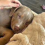 Arthur joined the competition — help win amazing prizes! puppy, dog, sleeping, hand, blanket, cozy, nap, fur, ear, indoor, relaxation, comfort, cute, pet, animal, brown, soft, rest, closeup, human