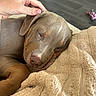 puppy, dog, sleeping, hand, blanket, cozy, nap, fur, ear, indoor, relaxation, comfort, cute, pet, animal, brown, soft, rest, closeup, human
