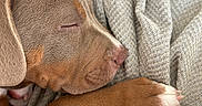 Arthur is registered to the contest to win money with this photo: puppy, dog, sleeping, paw, blanket, cushion, close_up, resting, cozy, fur, animal, pet, soft, texture, relaxation, indoors, brown, snout, napping, comfort