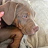 Arthur joined the competition — help win amazing prizes! puppy, dog, close_up, resting, sleepy, blue_eyes, ear, paw, cushion, blanket, hand, pet, fur, indoor, cozy, soft, cute, animal, companion, relaxed