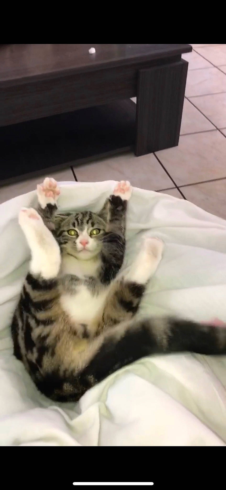 Rix a rejoint le concours — aidez-le/la à gagner de superbes lots ! cabinetry, carnivore, cat, claw, comfort, domestic_short_haired_cat, felidae, flooring, fur, hardwood, paw, room, small_to_medium_sized_cats, tail, whiskers, wood