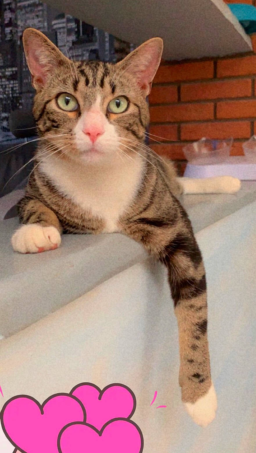 Rix participe au concours pour gagner de l'argent avec cette photo : carnivore, cat, claw, comfort, domestic_short_haired_cat, eye, felidae, foot, fur, paw, photo_caption, sitting, small_to_medium_sized_cats, snout, tail, whiskers, window